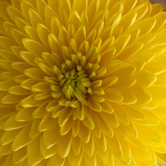 Meet your Posher, Raquel - Picture 1 of 1